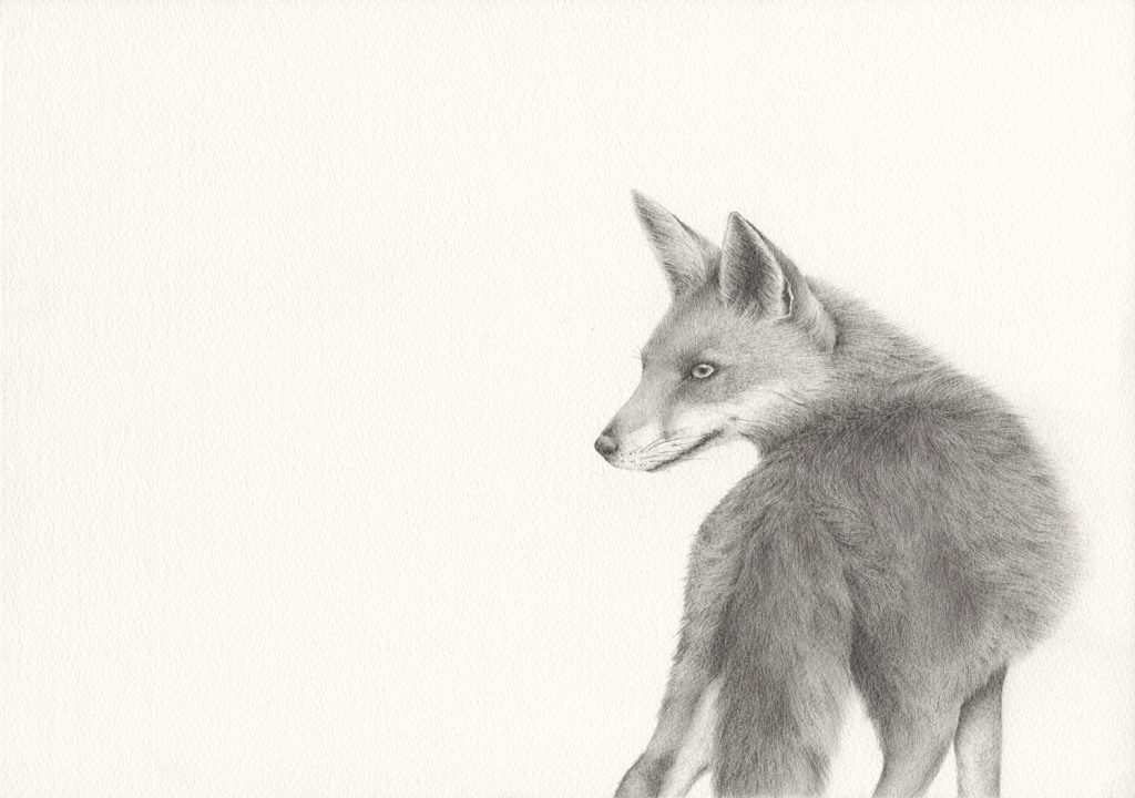 Graphite drawing of a fox looking back over its shoulder