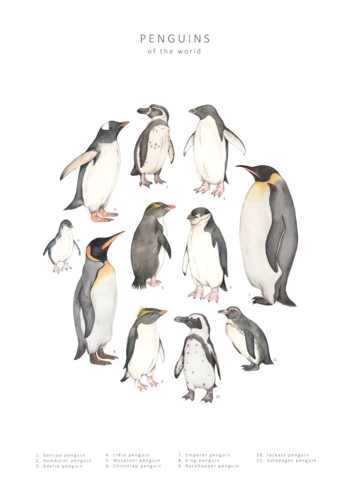 A poster featuring watercolour pictures of penguins from all around the world, arranged in a circle.